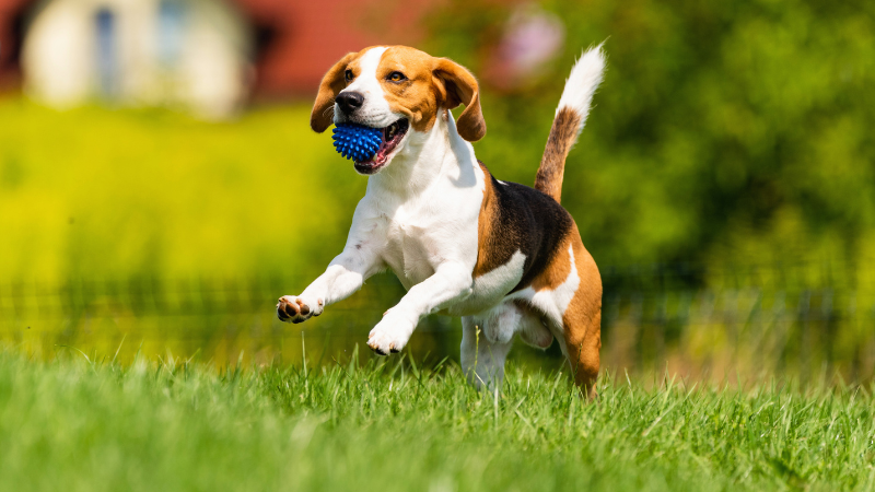 Outdoor Additions That Keep Pets Happy and Healthy | RedKey Realty Leaders